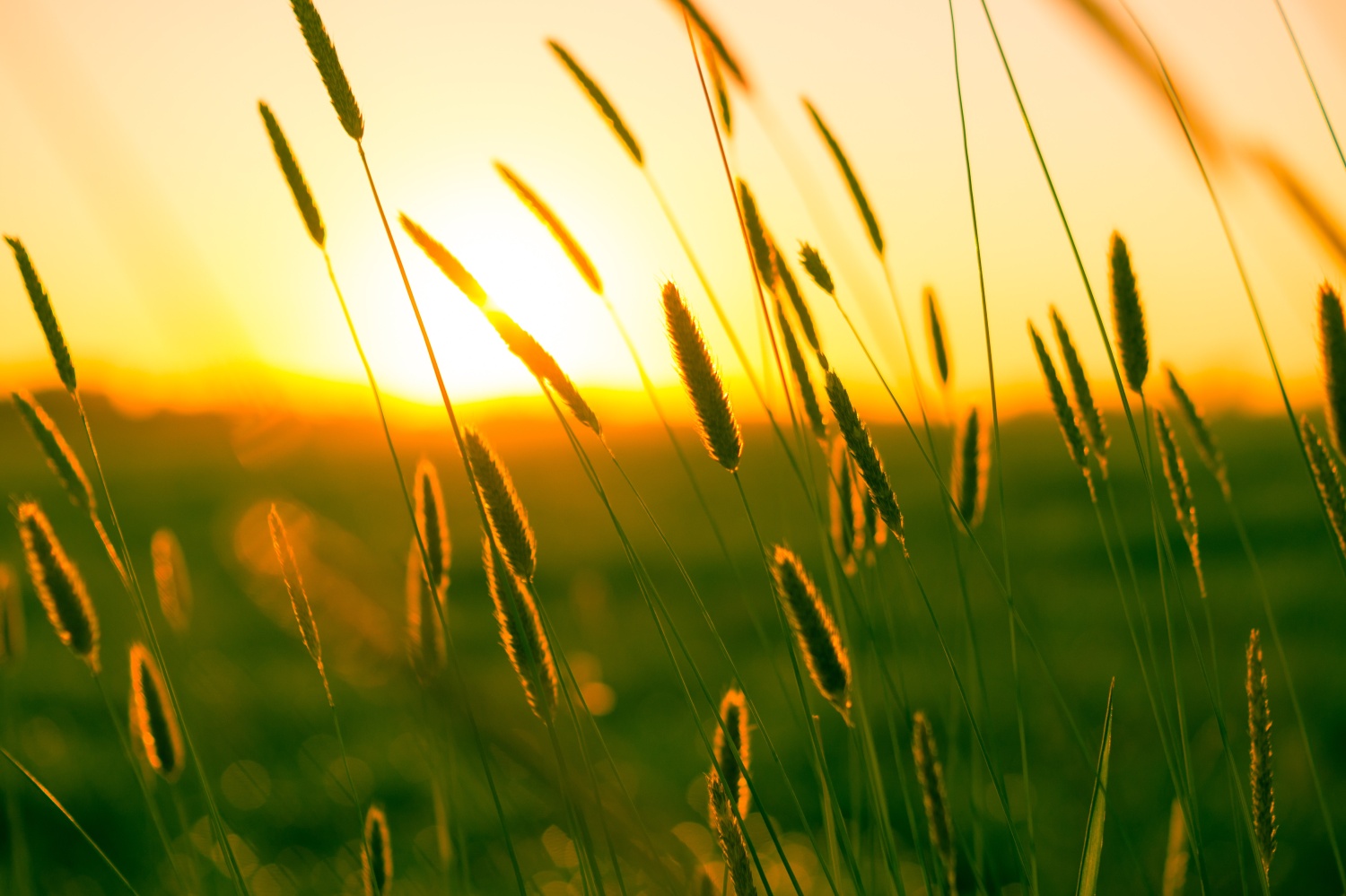 Bild eines Sonnenuntergangs in einem Getreidefeld